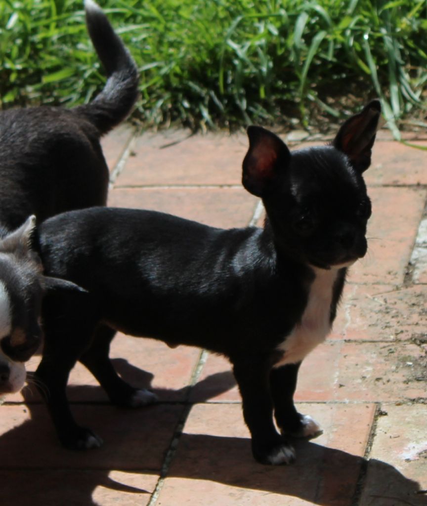 Des Esquisses Du Phoenix - Chiot disponible  - Chihuahua