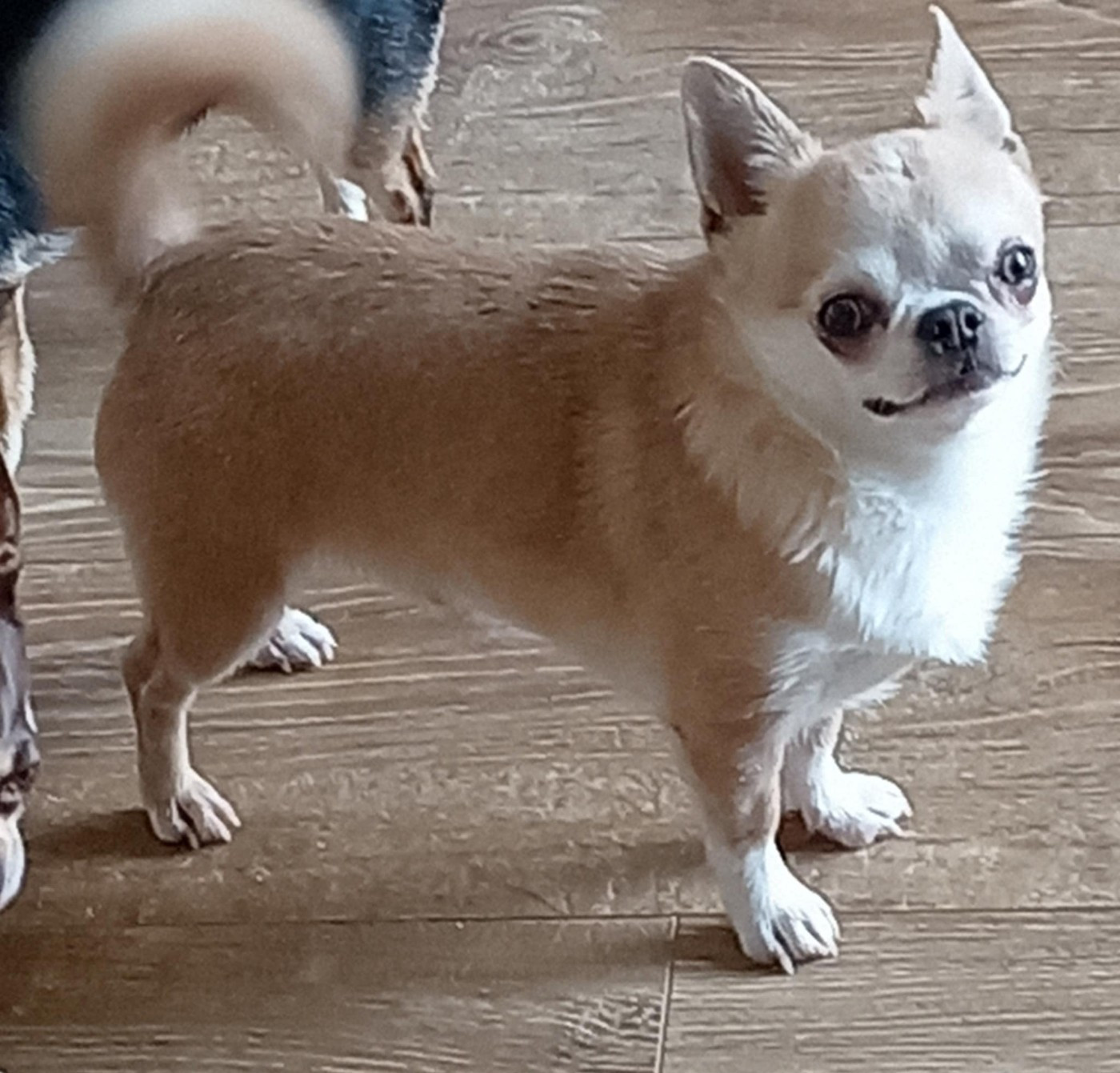 Ulrick Des Esquisses Du Phoenix