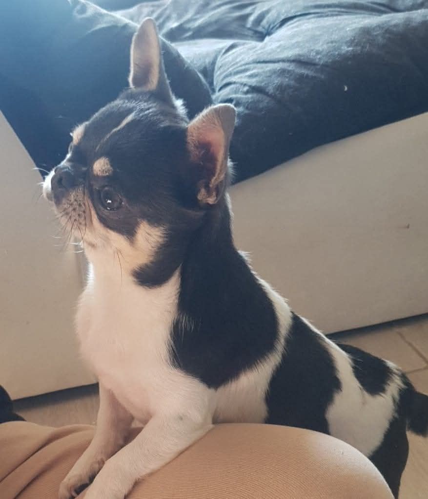 Paco rabanne it is your dream