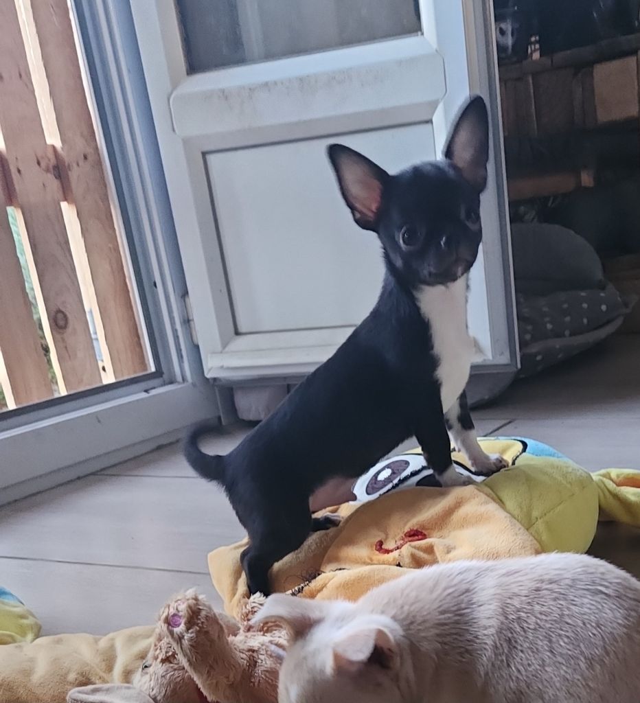 Des Esquisses Du Phoenix - Chiots disponibles - Chihuahua