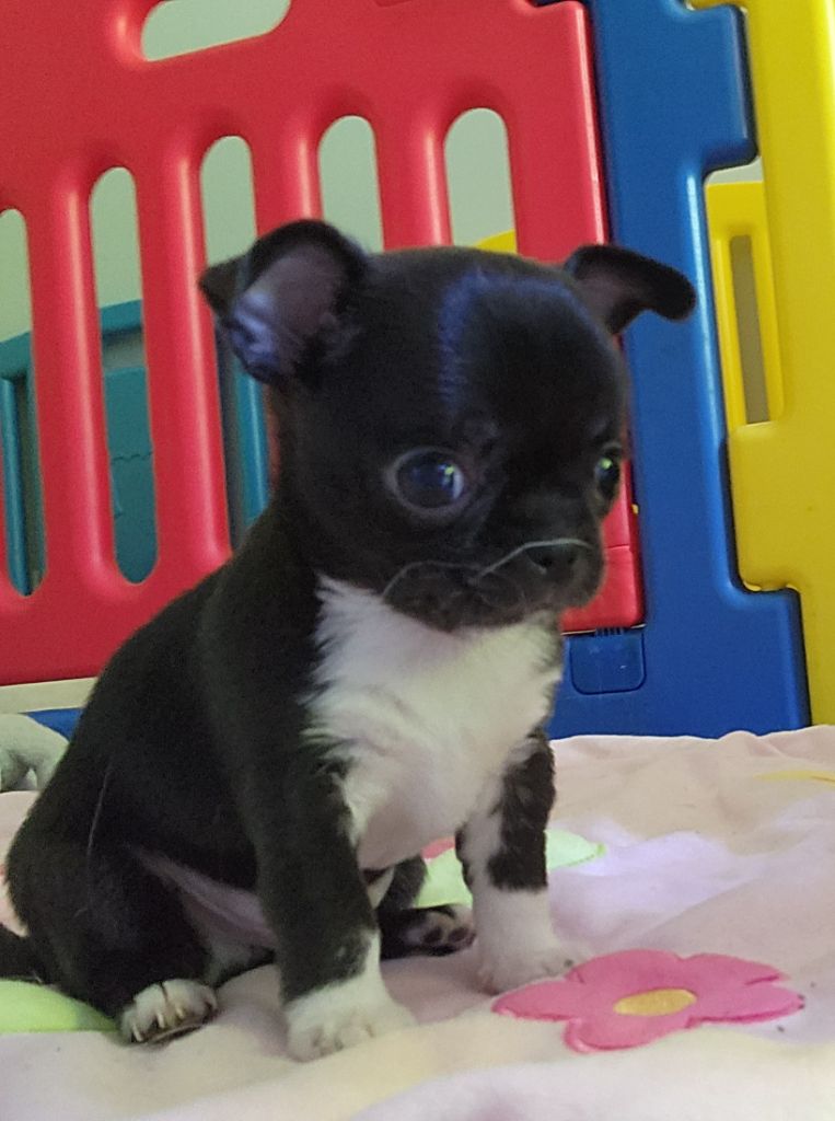 Des Esquisses Du Phoenix - Chiots disponibles - Chihuahua
