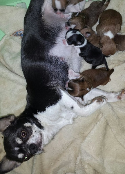 Des Esquisses Du Phoenix - Chihuahua - Portée née le 27/12/2014
