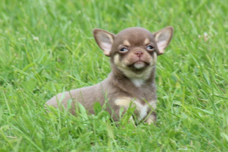 Des Esquisses Du Phoenix - Chihuahua - Portée née le 16/05/2016