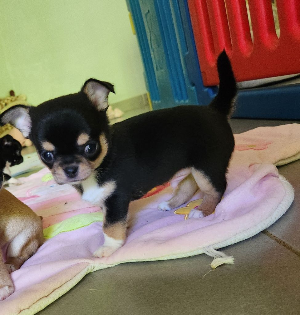 Des Esquisses Du Phoenix - Chiots disponibles - Chihuahua